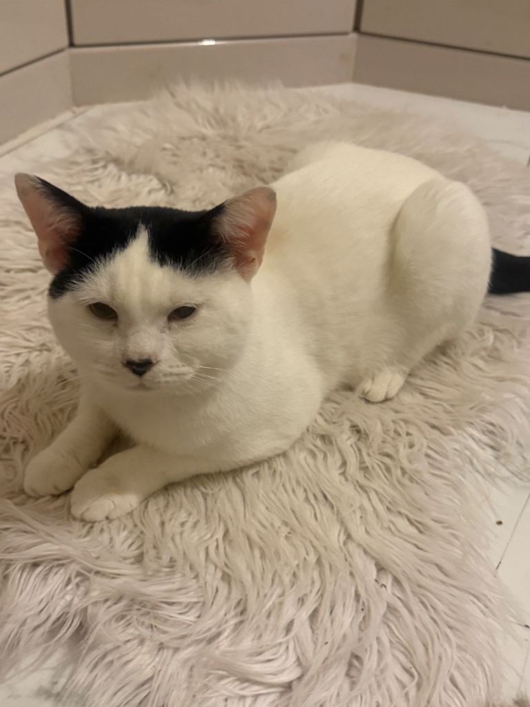 Lovely one years old British short hair, white and black cat