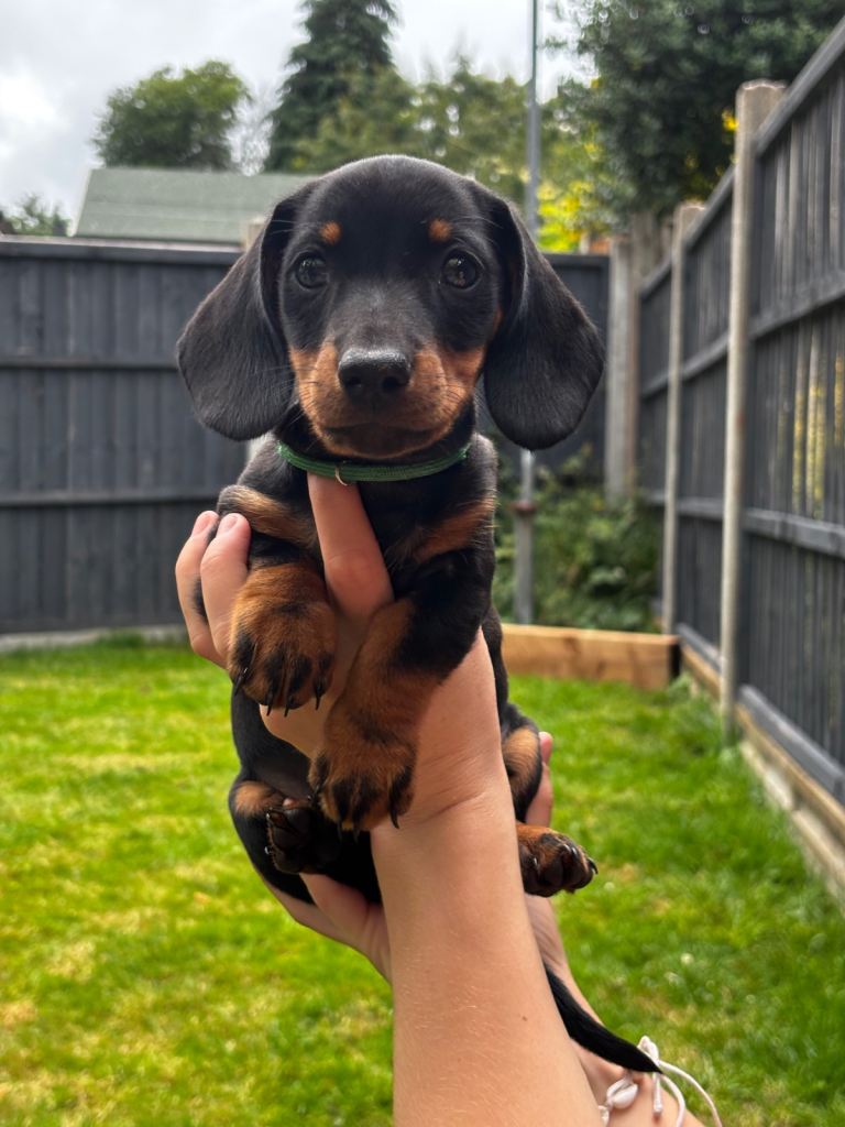 Miniature dachshund puppies