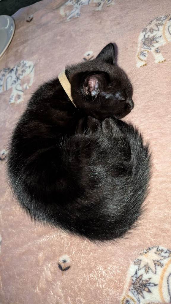 2x 9 week kittens