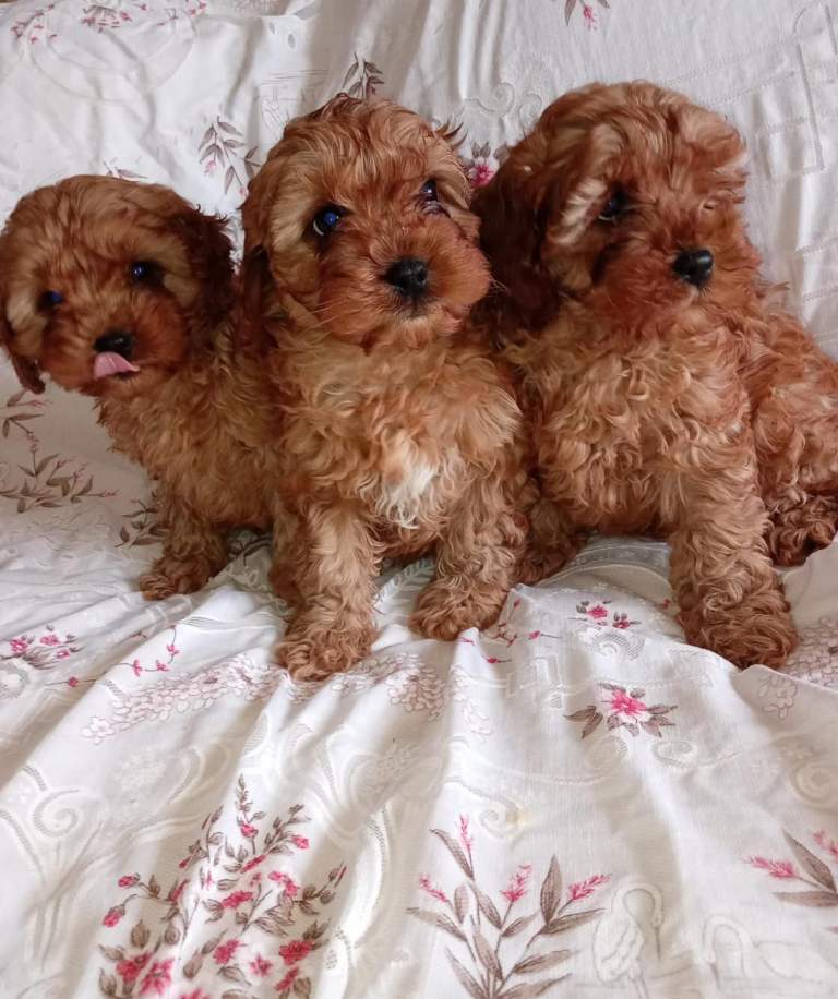 Cavapoo puppies 