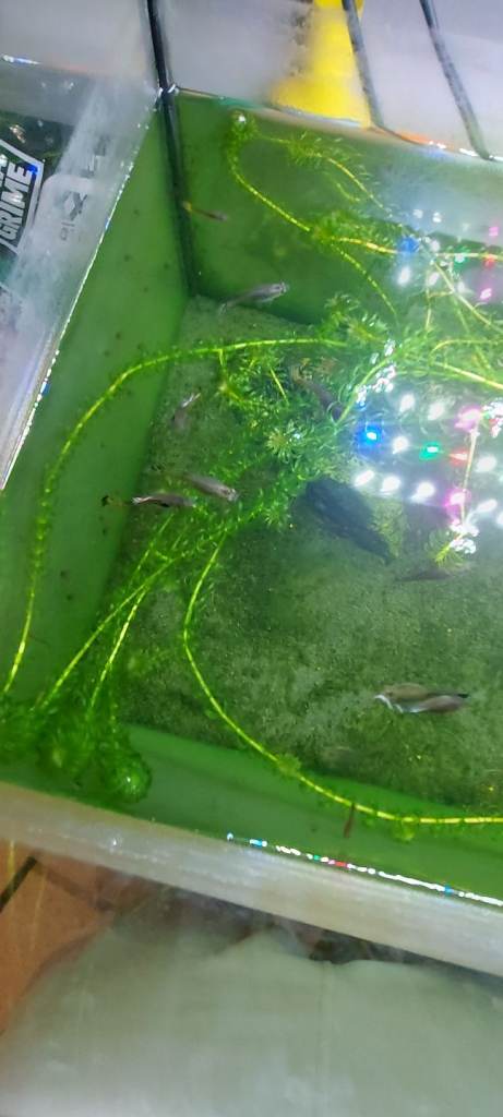 Fancy Guppies Fish, £1 for adult, 50p for babies