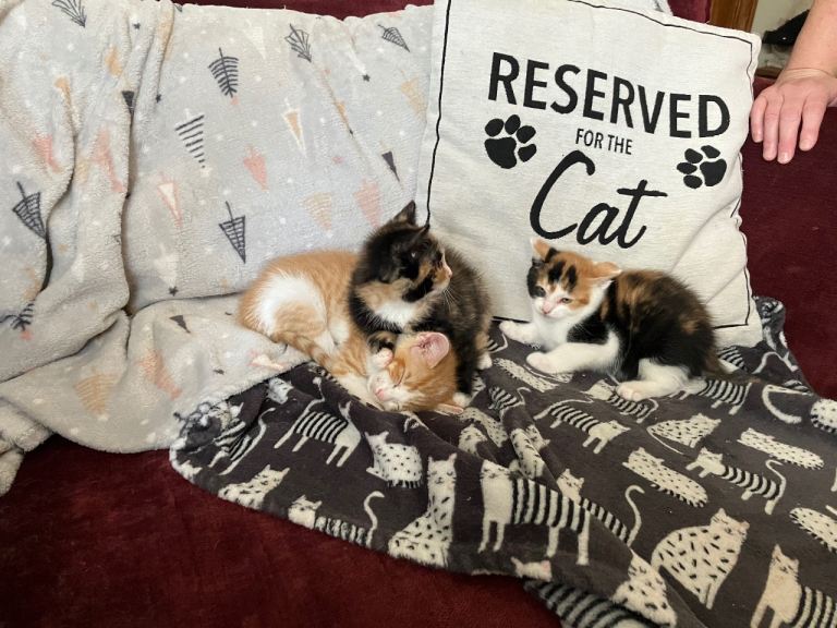 Gorgeous kittens