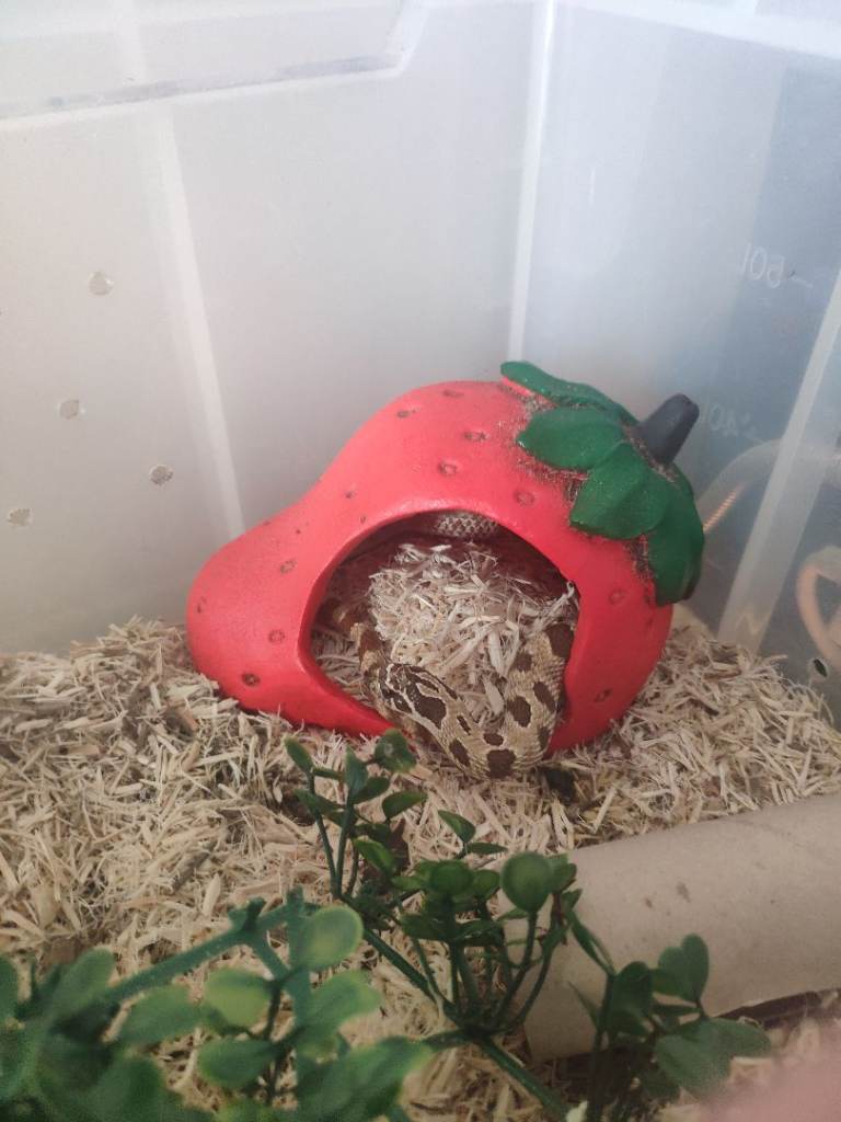7 year old corn snake & 4 year old western hognose 