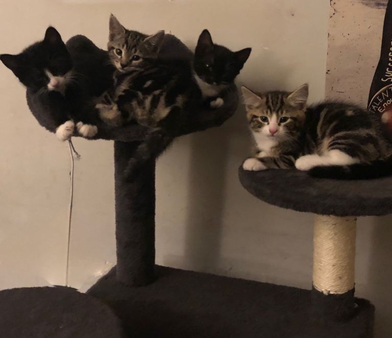 11 week old kittens. (Four females+One male)