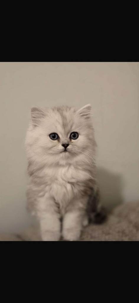 Persian kittens