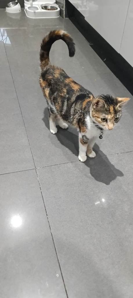 Cat short hair tabby