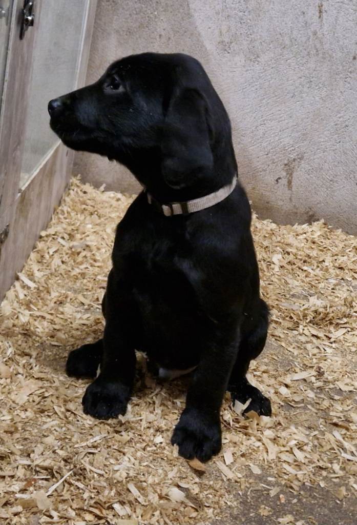 Kc registered labrador pups