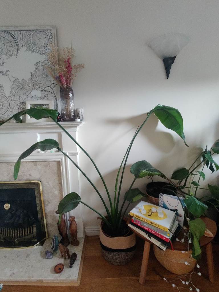 image for Gorgeous bird of paradise plant