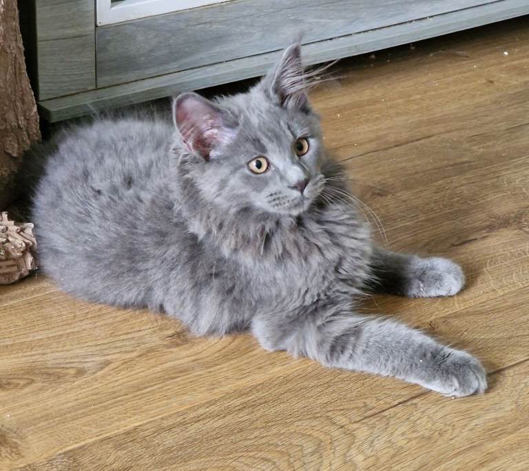  blue boy come available