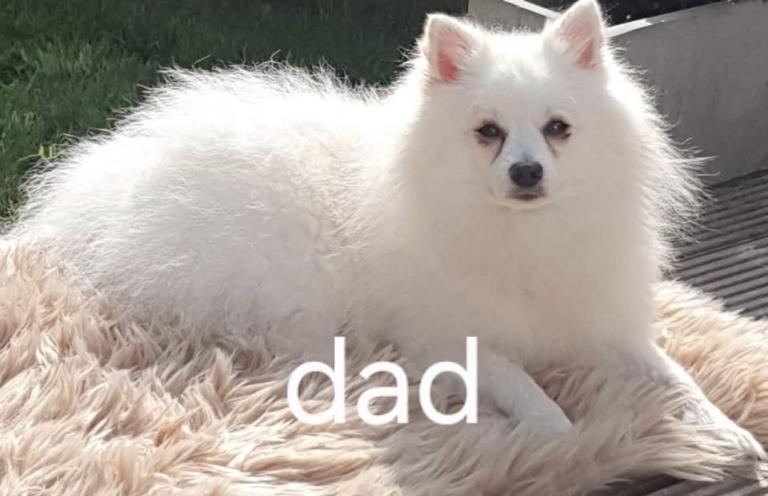 Pomeranian puppies