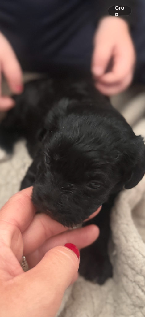 Cockerpoo pups