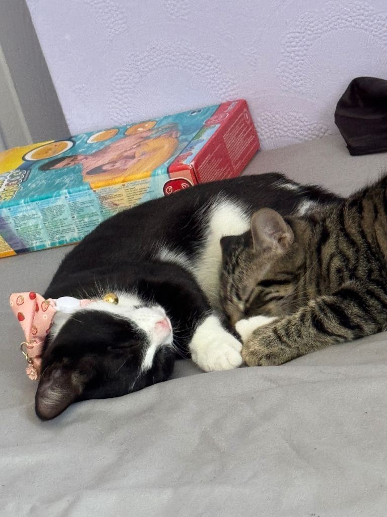 kittens 