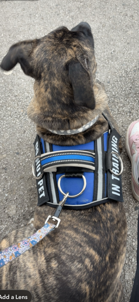 Last Reduction! nova 