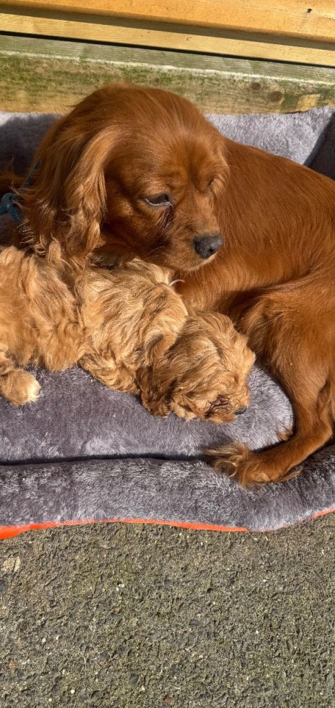 1 golden girl cavapoo