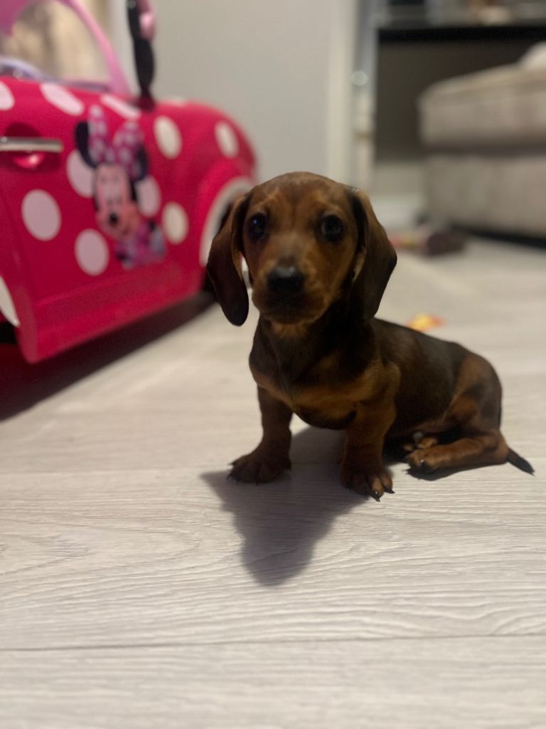 Biscuit,miniature tanned and black coloured dachshund