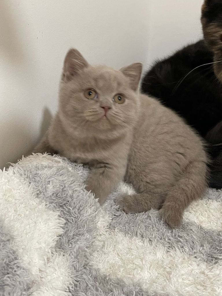 STUNNING BRITISH SHORTHAIR KITTENS 