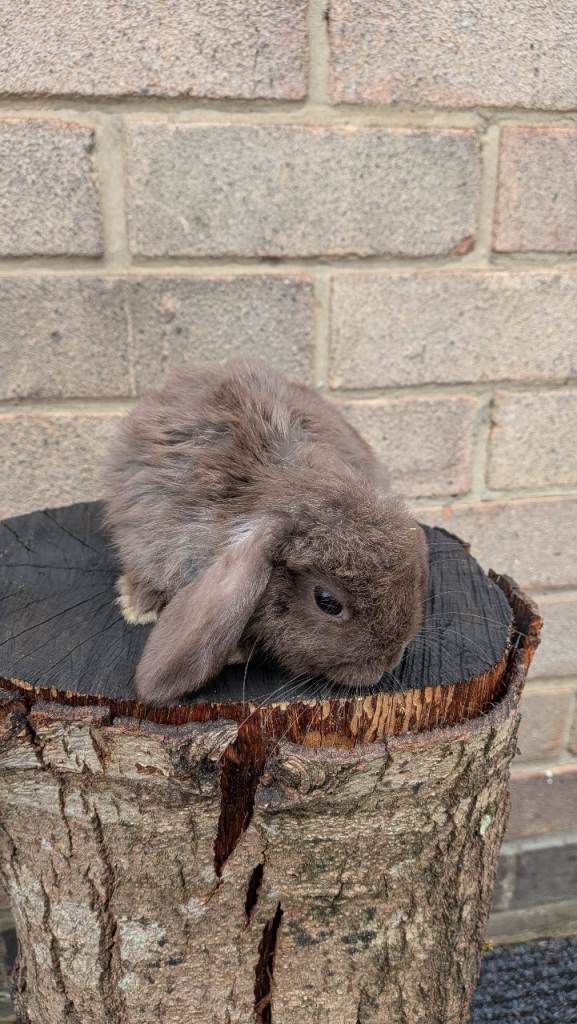 Mini lop rabbits 