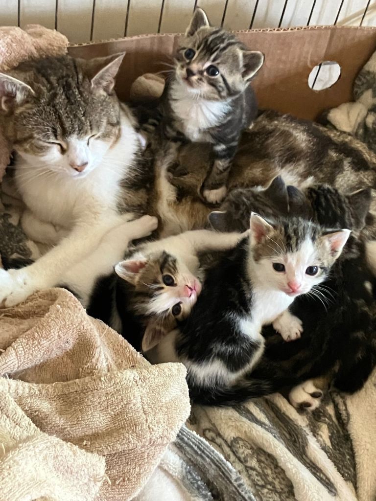 British Short Hair Cross Kittens
