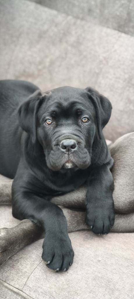 Cane Corso puppies 
