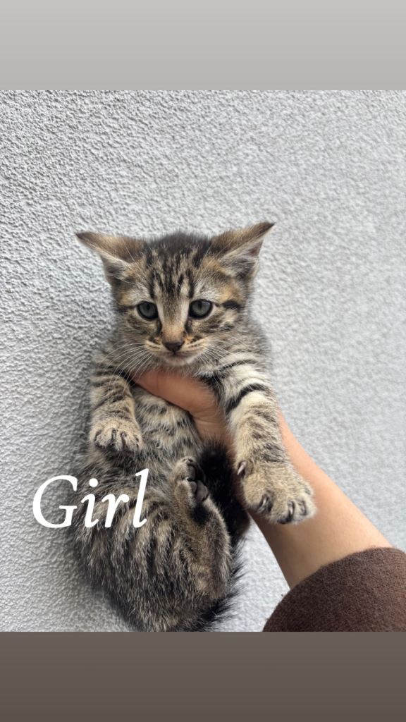 Tabby kittens mixed breed 