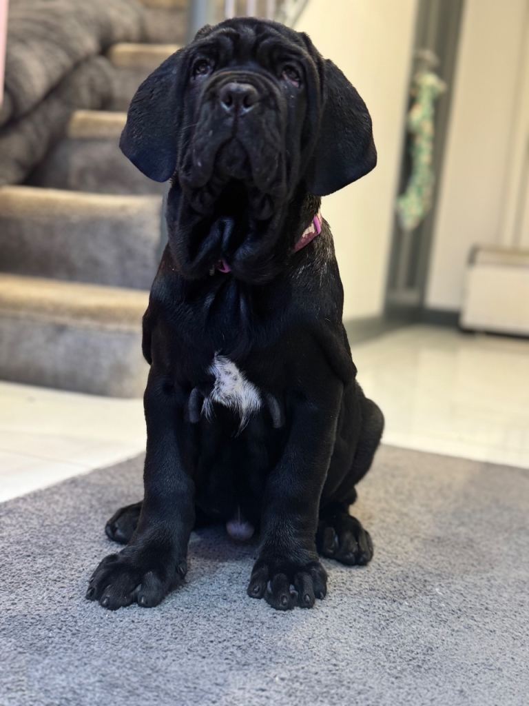 3 Neapolitan mastiff black female puppies Newcastle 