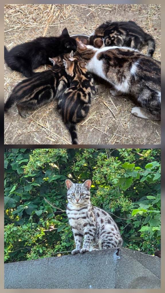 Bengal Cross Kittens