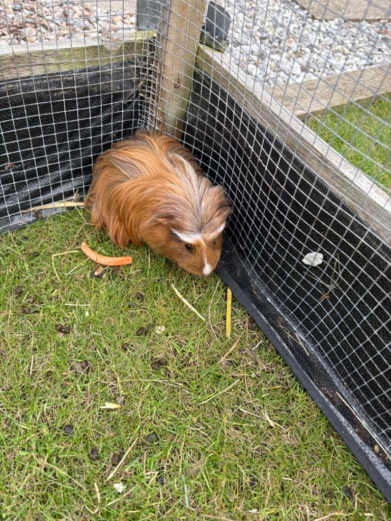 2 x male guinea pigs with outdoor hutch 