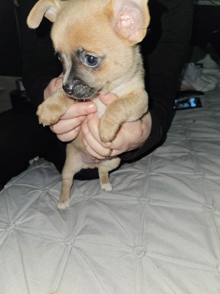 1 male chug puppy looking for forever home