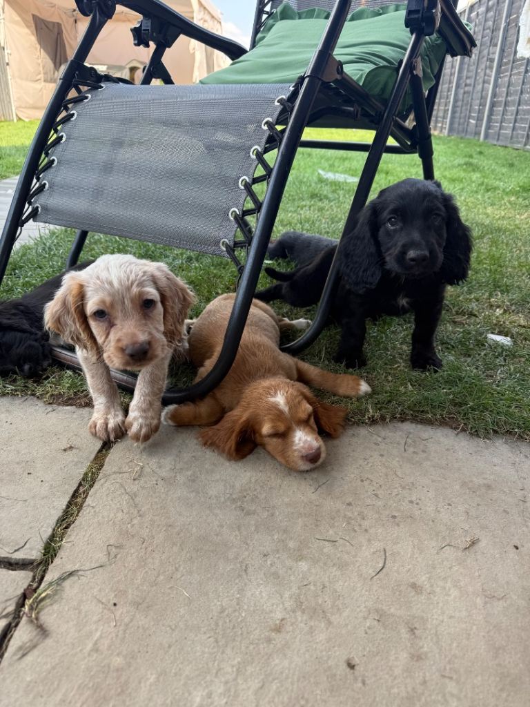 Cocker spaniel puppies 