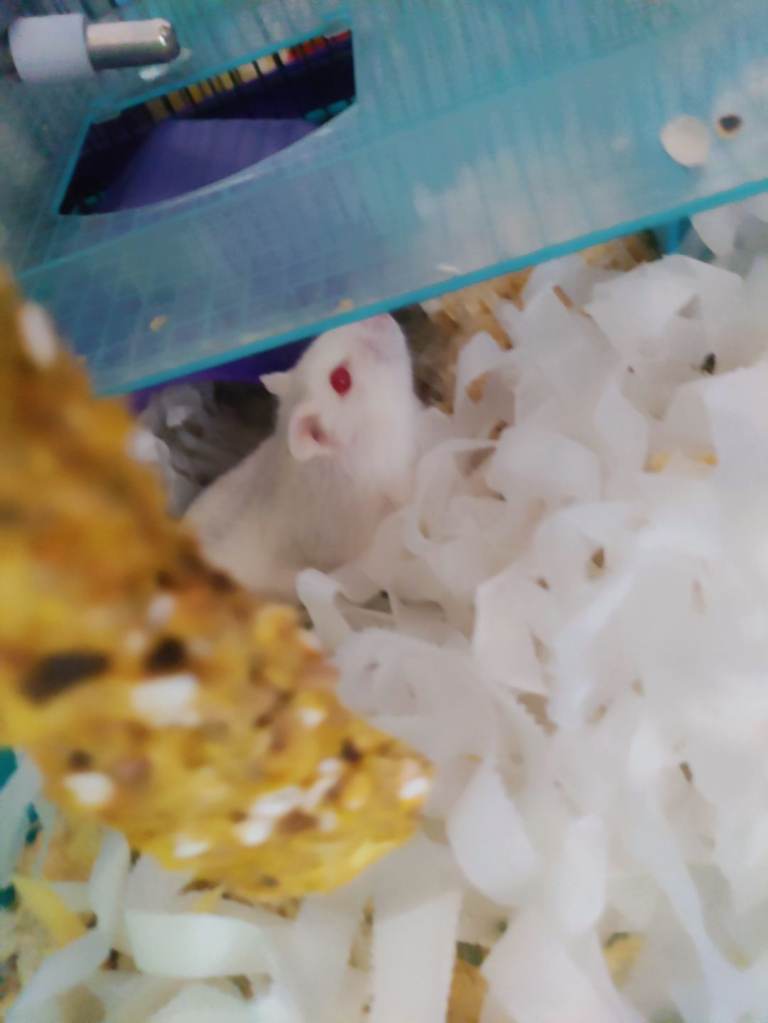 Hamsters x2