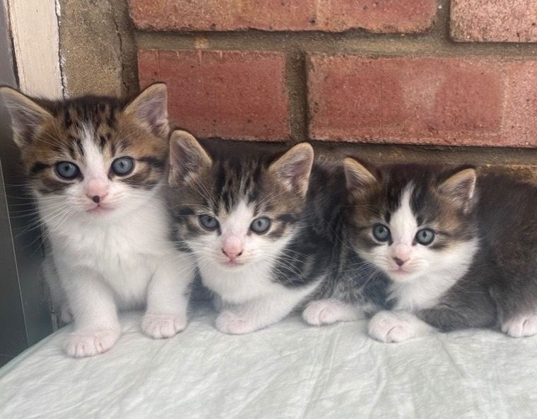 Gorgeous tabby & white & grey kittens - 2 BOYS LEFT 