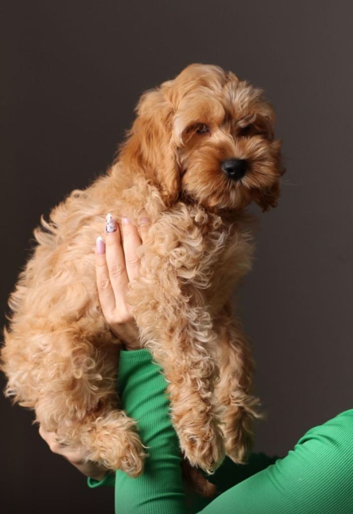 American Cockapoo puppies 