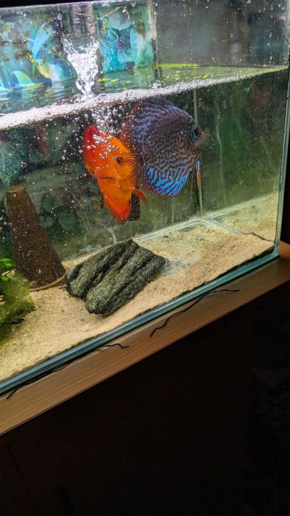 Discus breeding pair