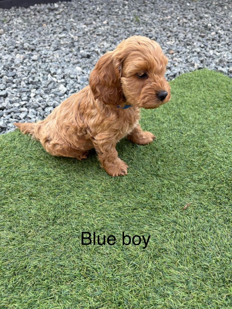 Gorgeous cockapoo puppy’s ready now