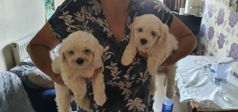Maltese puppies 