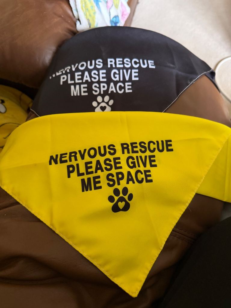 Nervous rescue dog bandanas 
