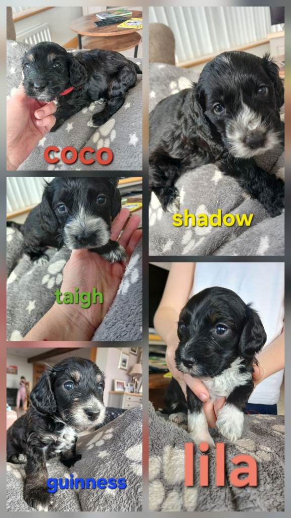 Black f1b cockapoo pups