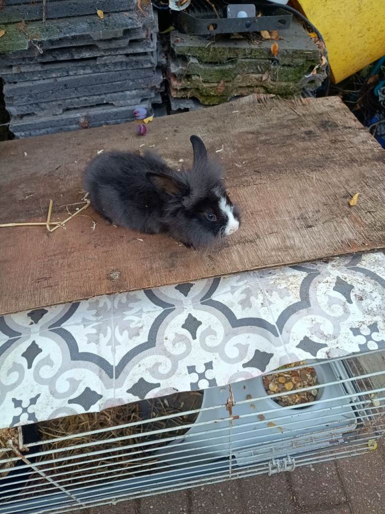Baby bunny for sale 