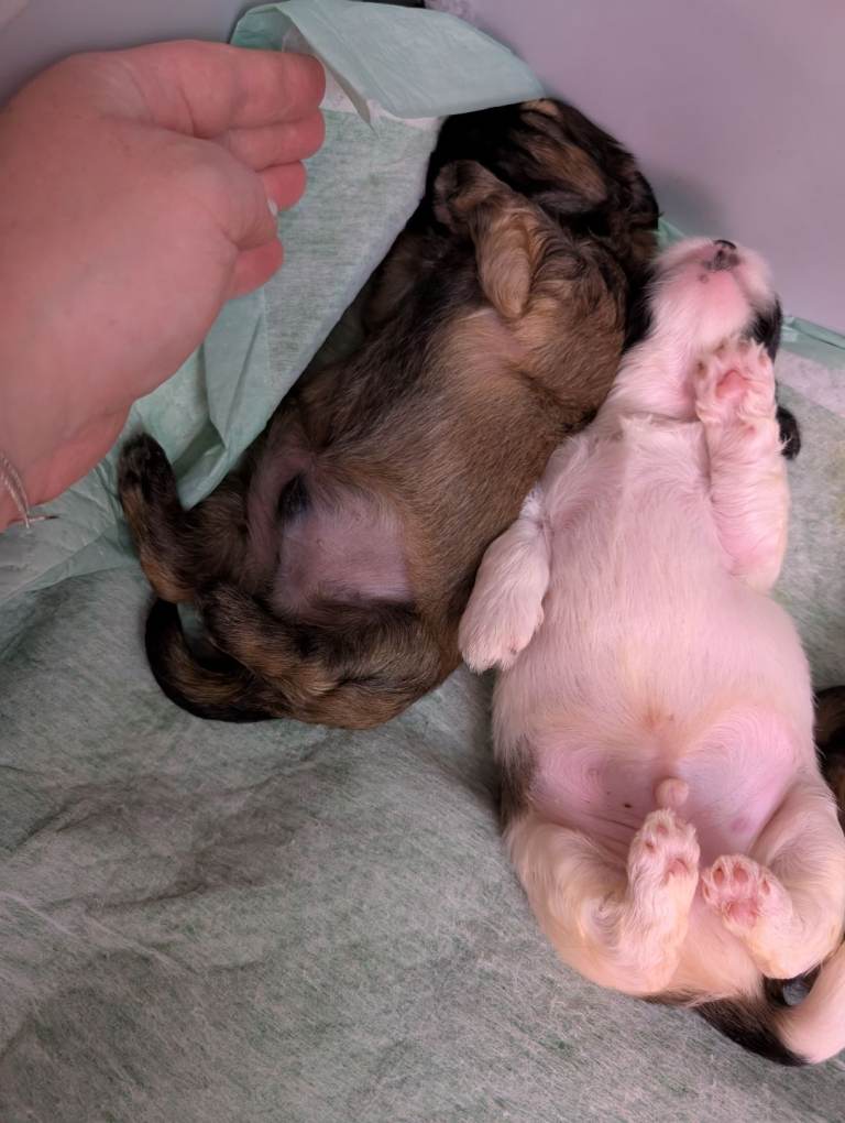 Beautiful pure Shih Tzu puppies 3 girls 2 boys