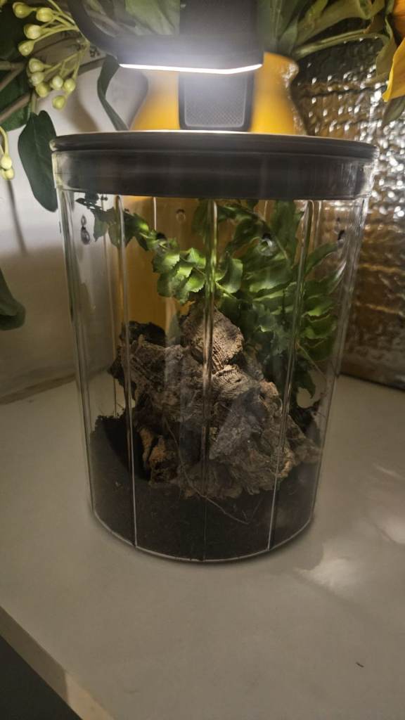 Tarantula/Jumping spider starter kit/Enclosure
