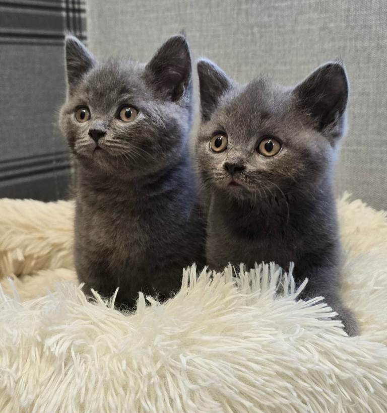 Beautiful British Shorthair Grey Kittens – Ready Now