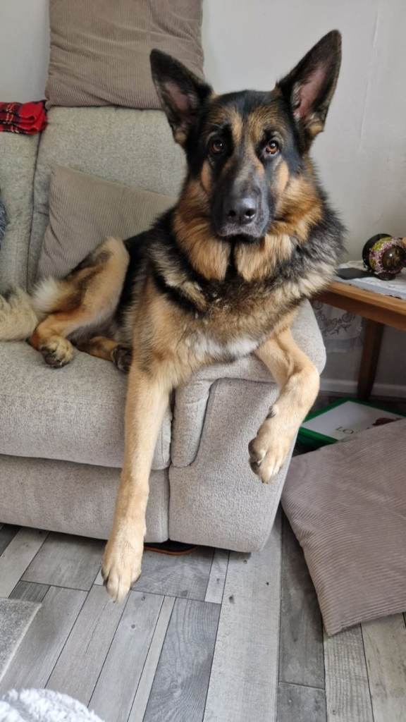 German shepherd 