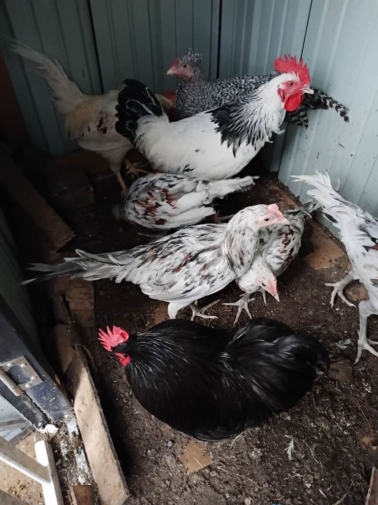 Cockerel for sale