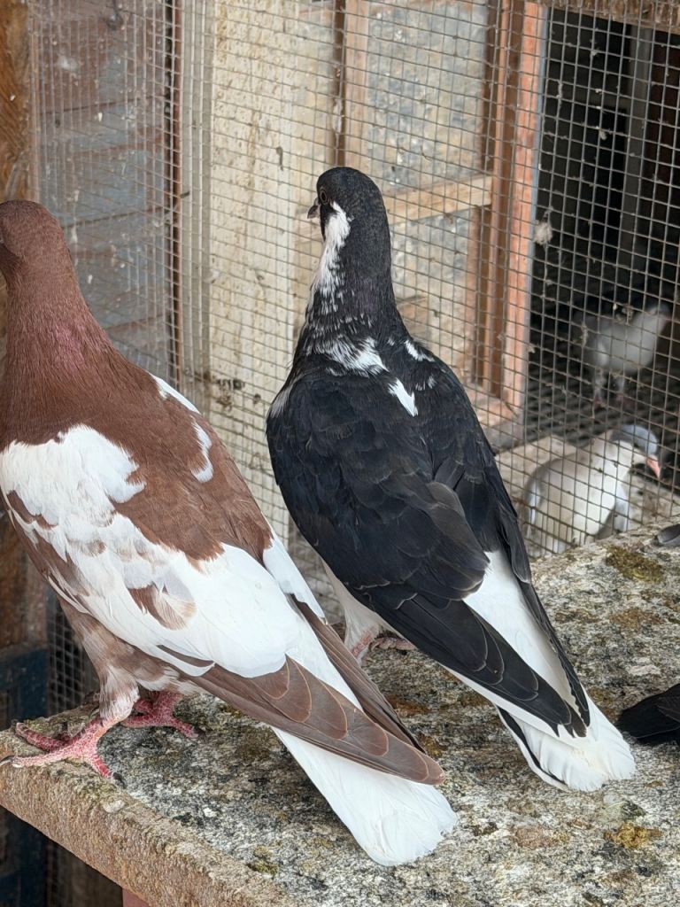 Afghan pigeon 