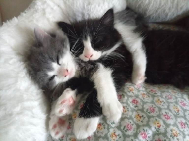 12 week old kittens 