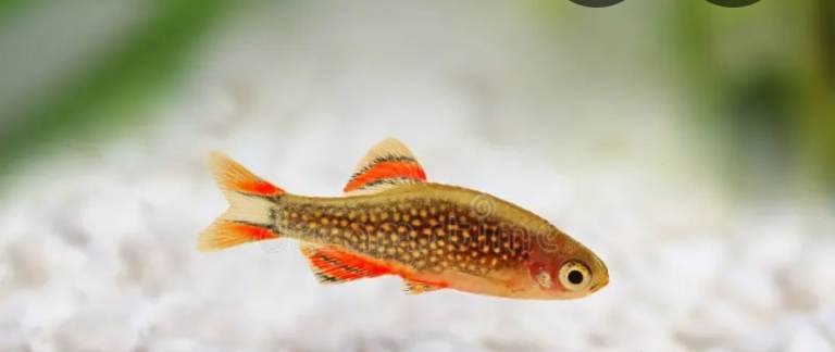 GALAXY RAsBORAS