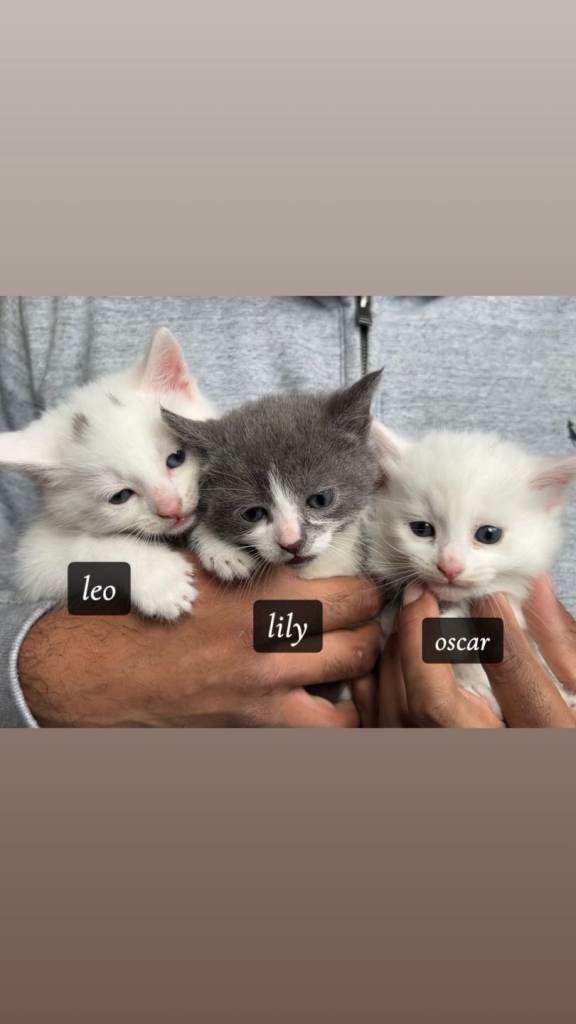 Stunning Kittens (can deliver)