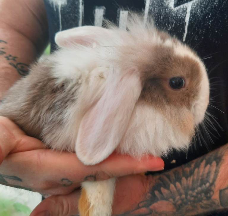 REDUCED Gorgeous 10 week old twin bunnies