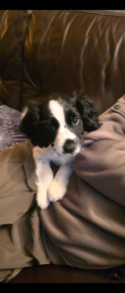 English spaniel puppies 