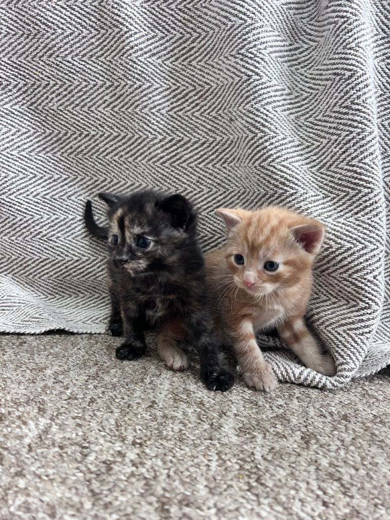 2 x kittens 